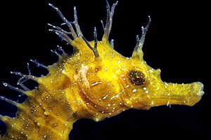 Cavalluccio marino (Hippocampus guttulatus)