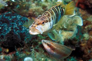 Sciarrano (Serranus scriba)