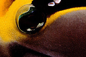 Pesce chirurgo (Naso lituratus)