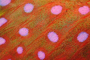 Cernia coda mezzaluna (Variola louti)