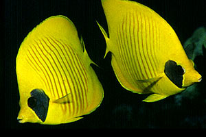 Pesce farfalla semimascherato (Chaetodon semilarvatus)