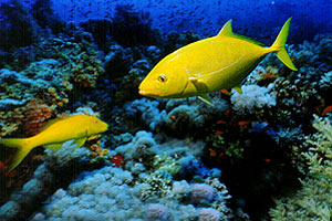 Carango dorato (Carangoides bajad)