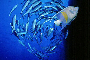 Pesce angelo maculato (Pomacanthus maculosus)