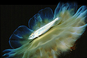 Merlango (Merlangius merlangus)