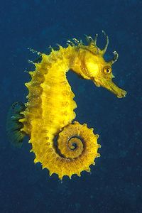 Cavalluccio marino (Hippocampus guttulatus)