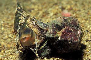 Murice troncato (Hexaplex trunculus)