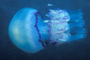 Polmone di mare (Rhizostoma pulmo)