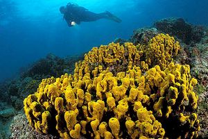 Spugna (Verongia aerophoba)