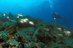 Corvina (Sciaena umbra)