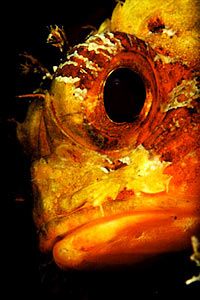Scorfanotto (Scorpaena notata)