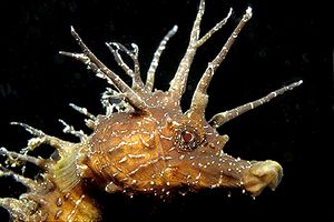 Cavalluccio marino (Hippocampus guttulatus)