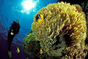 Pesce pagliaccio (Amphiprion bicinctus)