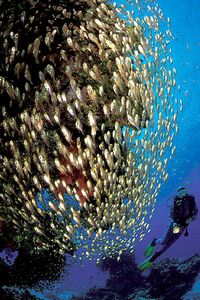 Pesce vetro (Parapriacanthus ransonneti)