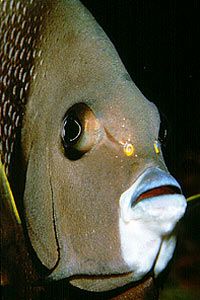 Pesce angelo grigio (Pomacanthus arcuatus)