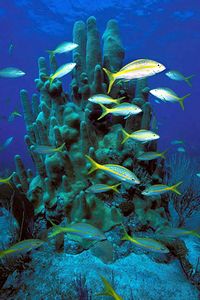 Pesce (Ocyurus chrysurus)