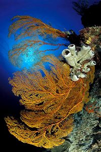 Spugna (Siphonochalina siphonella)