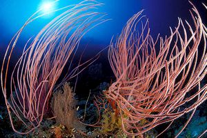 Corallo frusta (Juncella juncea)