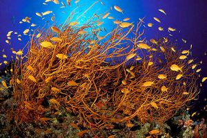 Castagnola  tropicale (Pseudanthias squamipinnis)