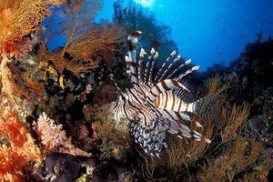 Pesce cobra (Pterois volitans)