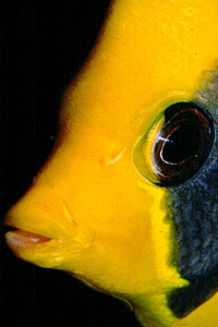 Pesce farfalla semimascherato (Chaetodon semilarvatus)