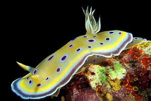 Chromodoris gemella (Chromodoris geminus)