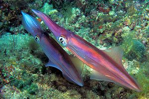 Calamaro (Loligo vulgaris)