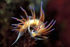 Cratena (Cratena peregrina)