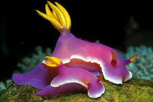 Hypselodoris (Hypselodoris bullocki)