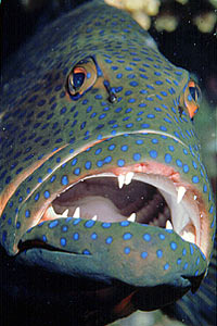 Cernia dei coralli del Mar rosso (Plectropomus pessuliferus marisrubri)