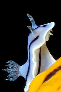 Chromodoris willani (Chromodoris willani)