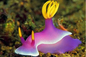 Hypselodoris (Hypselodoris bullocki)