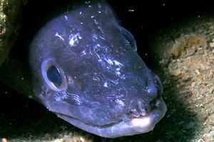 Grongo (Conger conger)