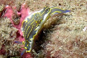 Doride dipinto (Hypselodoris picta)