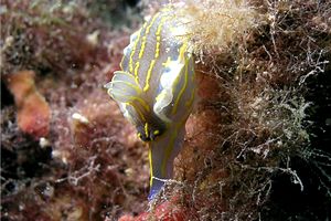 Doride dipinto (Hypselodoris picta)