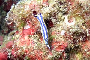 Doride tricolore (Hypselodoris tricolor)