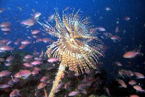 Spirografo (Sabella spallanzanii)