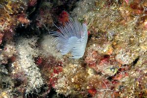 Verme dal ciuffo bianco (Protula tubularia)