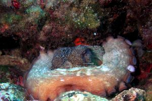 Polpo comune (Octopus vulgaris)