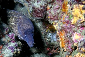 Murena (Muraena helena)