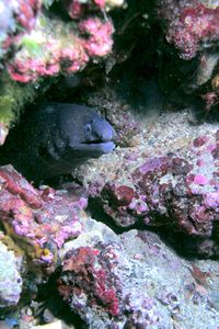 Murena (Muraena helena)