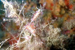 Cratena (Cratena peregrina)