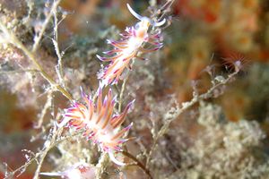 Cratena (Cratena peregrina)