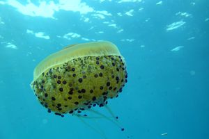 Medusa cassiopea (Cothyloriza tubercolata)