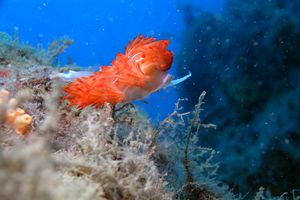 Dondice (Dondice banyulensis)