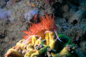 Dondice (Dondice banyulensis)