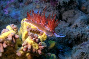 Dondice (Dondice banyulensis)