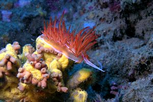 Dondice (Dondice banyulensis)