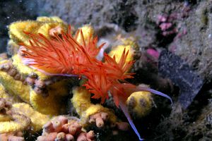 Dondice (Dondice banyulensis)