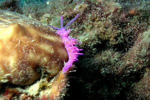 Flabellina rosa (Flabellina affinis)