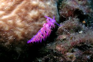 Flabellina rosa (Flabellina affinis)